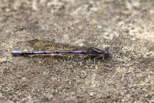 Argia fumipennis